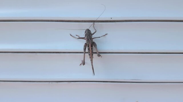 Great wart-biter bush-cricket sits on modern white window shutters at time of massive infestation of Gray Biter Grasshopper (long-winged form) in urban areas, close-up. Grasshopper Invasion in city