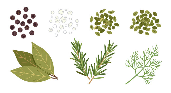 Set of collection of culinary herbs and spices including black peppercorn salt pumpkin seed laurel leaf rosemary and dill branch vector illustration for menu design