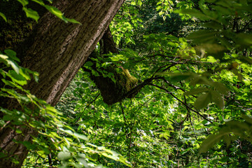 Fototapeta premium green leaves in the forest