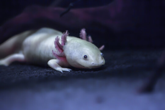 White-pink Axolotl Ambystoma mexicanum in aquarium, soft focus