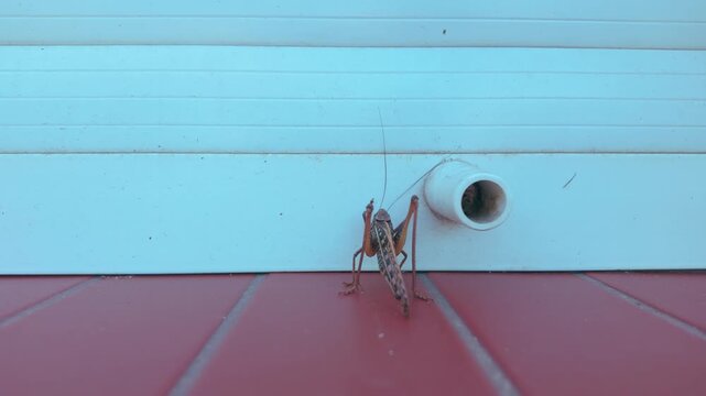 Long-winged form Gray Biter Grasshopper climbing from red tile floor to white pipe on plastic siding at time of massive infestation of Great Bush-cricket in urban areas. Grasshopper Invasion in city