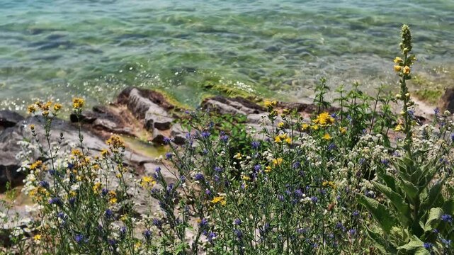 Waves moving on the pebbles beach, with flowers at forefront - Garda Lake, Bardolino, Italy.