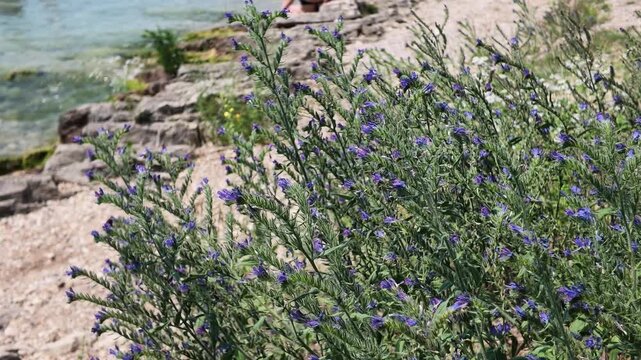 Waves moving on the pebbles beach, with flowers at forefront - Garda Lake, Bardolino, Italy.