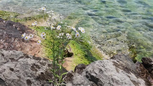 Waves moving on the pebbles beach, with flowers at forefront - Garda Lake, Bardolino, Italy.
