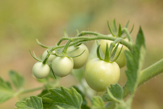 Tomato Harvest on the Vine. Natural Farming