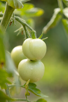 Tomato Harvest on the Vine. Natural Farming