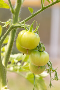 Tomato Harvest on the Vine. Natural Farming
