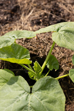 Growing Zucchini. Natural Farming