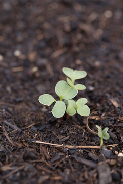Radish sprouts in the garden bed. Natural farming