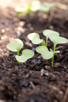 Radish sprouts in the garden bed. Natural farming