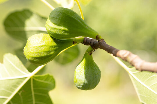 Figs on a tree branch