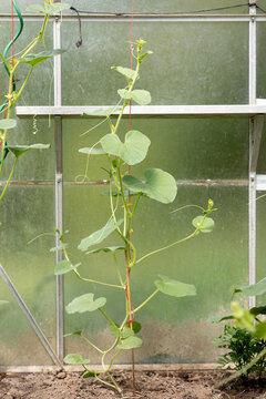 Cucumber vines in a greenhouse
