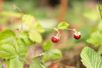 Wild strawberries in a clearing © g215