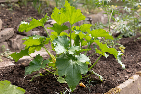 Growing Zucchini. Natural Farming
