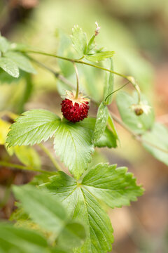 Wild strawberries in a clearing