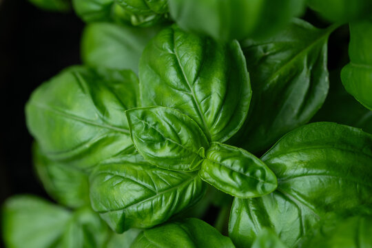 Close-up of fresh green basil. The plant is photographed from above. The background is dark.