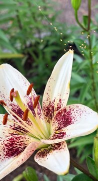 Red and White lily with spiderlings