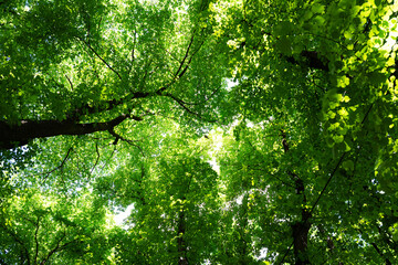 Fototapeta premium Tree canopies with vibrant green foliage seen from below