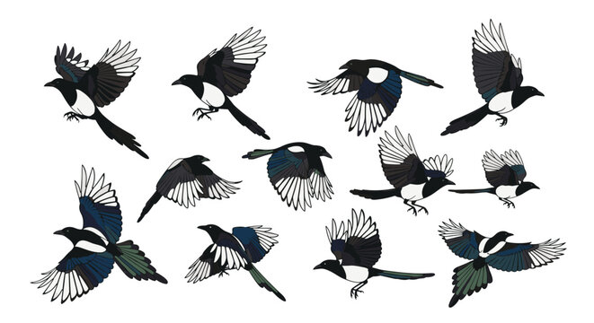 Collection of magpie bird illustrations shown in various flying positions and angles, highlighting their distinctive feather patterns.