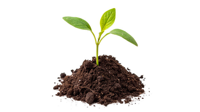 Small green plant seedling sprout growing in a pile of soil isolated on transparent background cut out