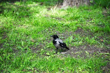 Fototapeta premium Corvus cornix is ​​a bird in the crow, magpie, and jackdaw family. It has black and gray plumage