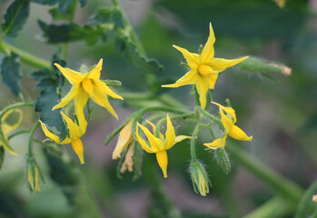 Fototapeta premium Tomatoes are blooming in the farm field