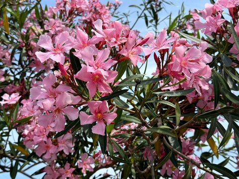 Nerium oleander pink blooming shrub