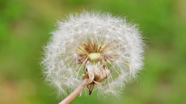 Macro close up shot of a fluffy white dandelion seed head swaying gently in the wind