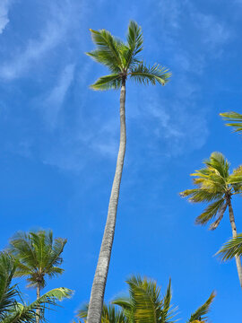 Tall coconut palm tree standing dominant against a vibrant blue sky with soft white clouds. Clean minimalist design with ample copy space for text.