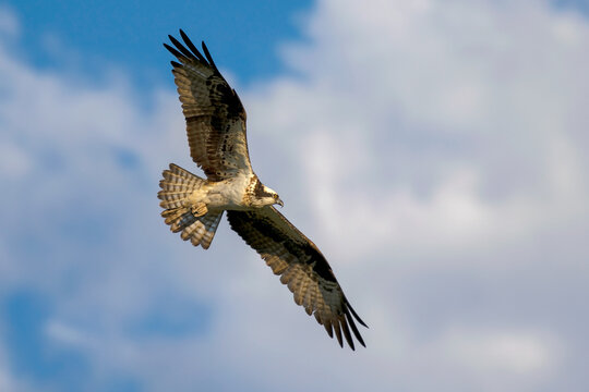  Osprey in flight