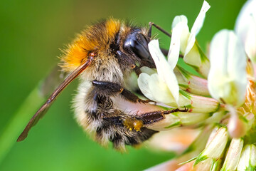 Closeup of a honey bee on a white clover © Cara