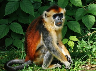 Fototapeta premium De Brazzas monkey with bright orange fur sits in green grass near foliage. Primate has distinct white eyebrows and black face. Animal looks sideways with mouth slightly open.