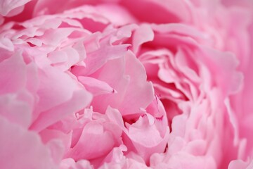 Obraz premium Beautiful pink peony flowers as background, closeup