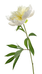 Obraz premium One beautiful peony flower isolated on white