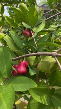 Fresh red Java apples growing on a tree in a plant nursery in Dhaka, Bangladesh, showcasing tropical fruit cultivation and healthy natural growth