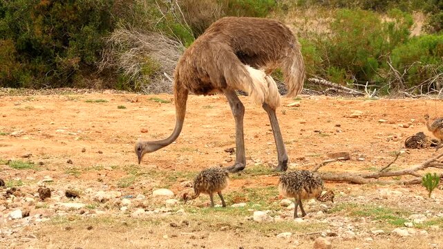 ostrich female with chicks pecking for food 556
