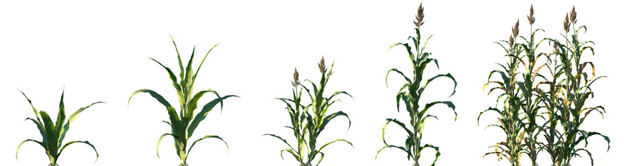 Fototapeta premium Set of Sorghum bicolor (commonly known as broomcorn, sorghum or jowar) frontal isolated png on a transparent background perfectly cutout high resolution