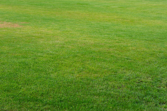 Green grass lawn background with natural texture and copy space. Fresh turf surface for landscaping, gardening, sports field, park design, outdoor advertising and environmental projects.