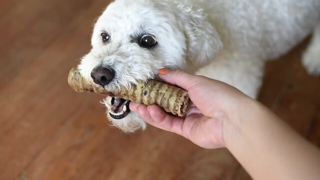 A close-up view shows a person's hand giving a beef trachea chew treat to a white Bichon Frise dog. The domestic pet bites the dried natural snack over a wooden floor.