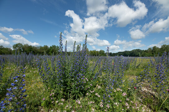 A summer landscape. The blue flowers of the common viper's bugloss (Echium vulgare) are blooming everywhere. In the background is a blue sky with clouds.