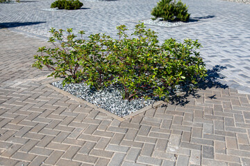 Naklejka premium Minimalist landscape design with small green bush in white gravel bed and paving stones. Modern garden detail. Real Photo