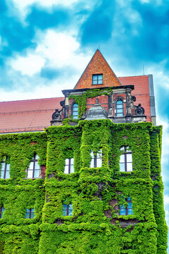 Wroclaw National Museum, part of building covered with green ivy leaves in Poland