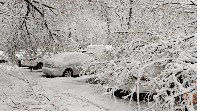 Snow covered trees and parked cars after winter storm
