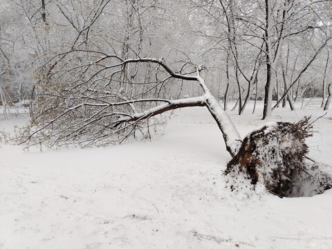 Fallen tree in snowy park after heavy snowfall