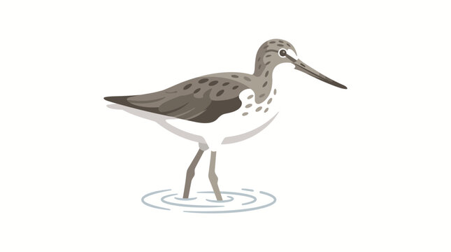 Cute Sandpiper Bird Illustration Standing in Water