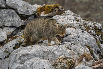 European Wildcat (Felis silvestris) prowling stealthily on rugged rocky terrain © Jhony