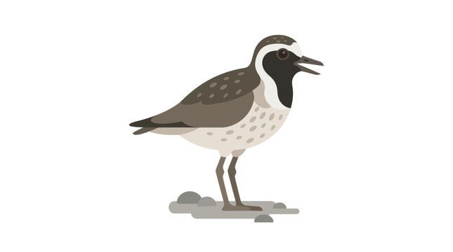 Dot-throated Plover Bird Standing on Rocks, Isolated on White Background