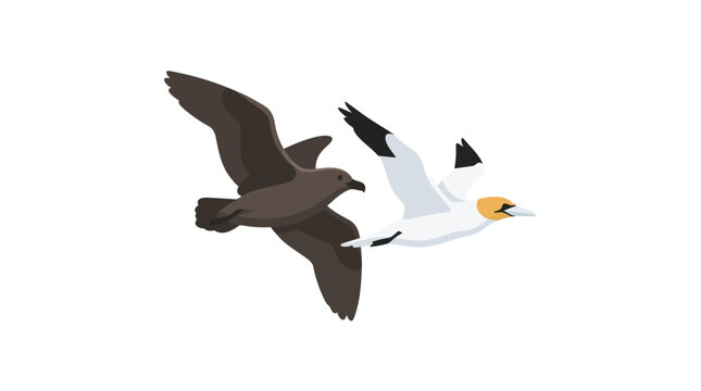 Two seabirds flying, one brown, one white with black wingtips, isolated on white.