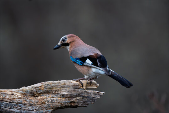 Eurasian Jay (Garrulus glandarius) leaning forward on a rustic wooden branch