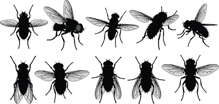 Housefly insect silhouette collection, cad drawing flat vector illustration, flavector set of common flies in various top and side views.
